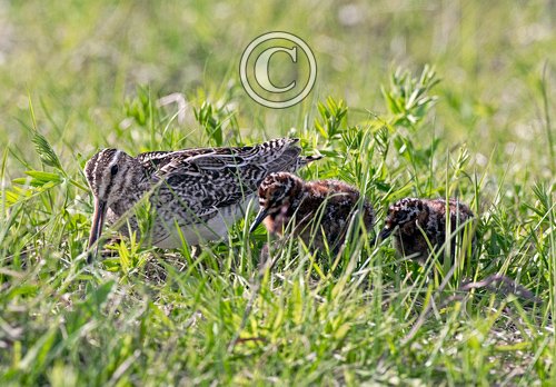 Common Snipe and Chicks DM1049